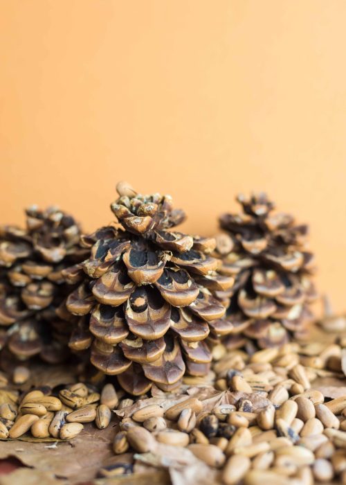 loseup of an autumn background with pine cone, pine nuts on dried leaves. Useful to represent the arrival of cold seasons.