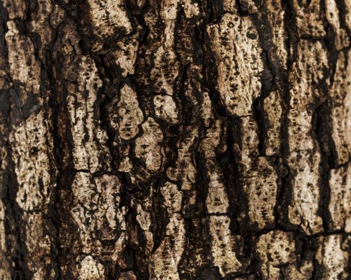 compressed_bark-tree-background